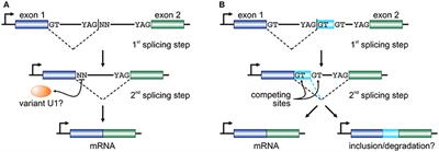 Cutting a Long Intron Short: Recursive Splicing and Its Implications